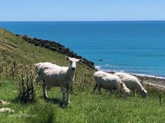 Cable_Bay_Sheep_4x3