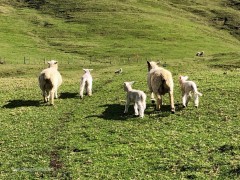 Coromandel_Sheep_and_Lambs_4x3