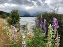 Lake_Manapouri_Shoreline_4x3