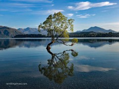 That_Wanaka_Tree_4x3