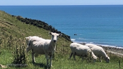 Cable_Bay_Sheep