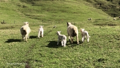 Coromandel_Sheep_and_Lambs