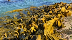 Kakanui_Kelp