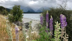 Lake_Manapouri_Shoreline