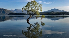 That_Wanaka_Tree