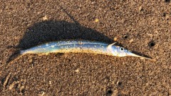 LockDown_Fishing_05