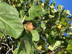 Our backyard fig tree