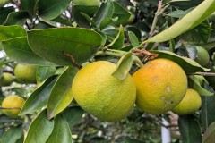 Backyard citrus didn't quite ripen for us