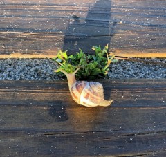 Life at a snail's pace.