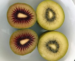 I forgot to mention one of the other great things about Papamoa...it's right down the street from the kiwi fruit capital of the world!  Gold kiwis are my fav, but the red ones are rare and delightful too.