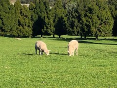 Sheep in the city park