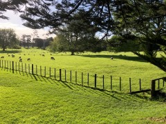 Yes, the stereotype of sheep everywhere in NZ is true