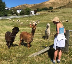 Our alpaca for the week