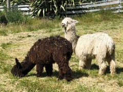 You could just stand next to them and knit...