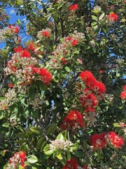 New Zealand's Christmas Tree = Pohutukawa