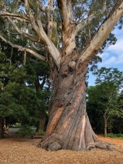 Christchurch Botanic Gardens