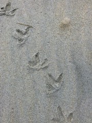 Oh yeah, these are penguin tracks!