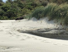 Seal tracks leading to sleeping seal