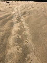 Seal tracks