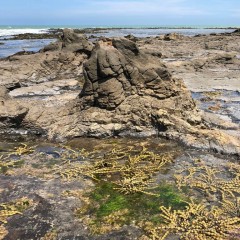 Fossilized tree stump