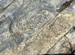 Fossils in the beach shelf