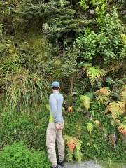 Hanging fern wall