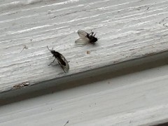 They are actually black flies and their bites can last for months.