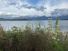 One last walk at Manapouri