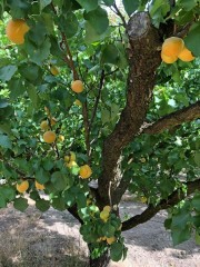 An orchard on the entrance of the hiking trail