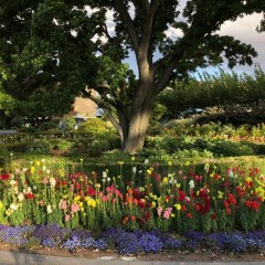 A more refined beauty in Alexandra city park