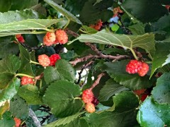 The secret berry tree