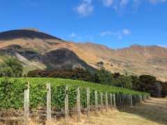 The local vineyard with mountain and lake views for the grapes