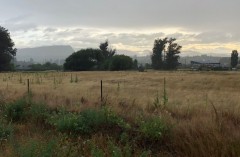 Local landscape just out of Wanaka town