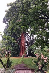 Roses and Redwoods