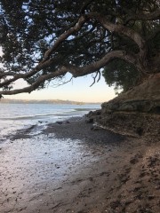 Pocket beaches in our Grey Lynn neighborhood