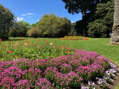 Auckland Domain gardens