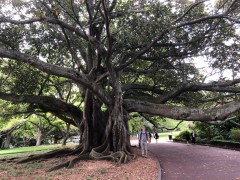 We're already impressed with their trees and we haven't even left the city.