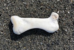 Milk bone, anyone?
