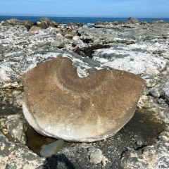Ward Beach boulders