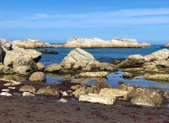 Seal colony