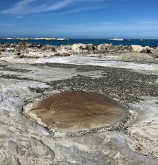 Flattened boulder or waiting to emerge with the next land shift?  (which is only a matter of time in NZ)