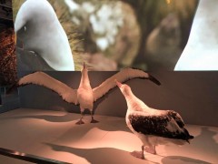 Albatross exhibit at Te Papa