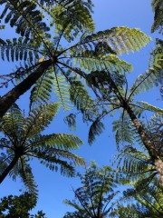 Ferns are everywhere; these are our favorite