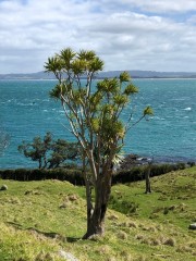 We are still not sure what this tree is, but it makes us laugh every time