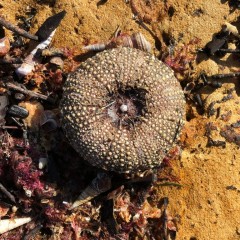 Nook Reserve urchin