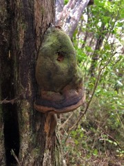 I call it bell fungus, although I am sure that is not the name!