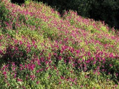 Beach flowers