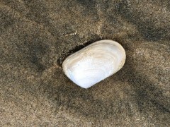 This is how we first meet the tua tua on a falling tide (more on them in a later post)