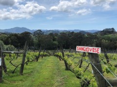 Grapes, views, sangiovese - Italy?  No, Manataka