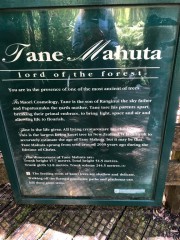 Tane Mahuta